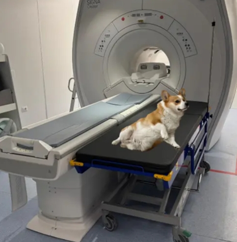 MRI compatible stretcher trolley for veterinary clinics and animals / MR compatible to 1.5T and 3.0T