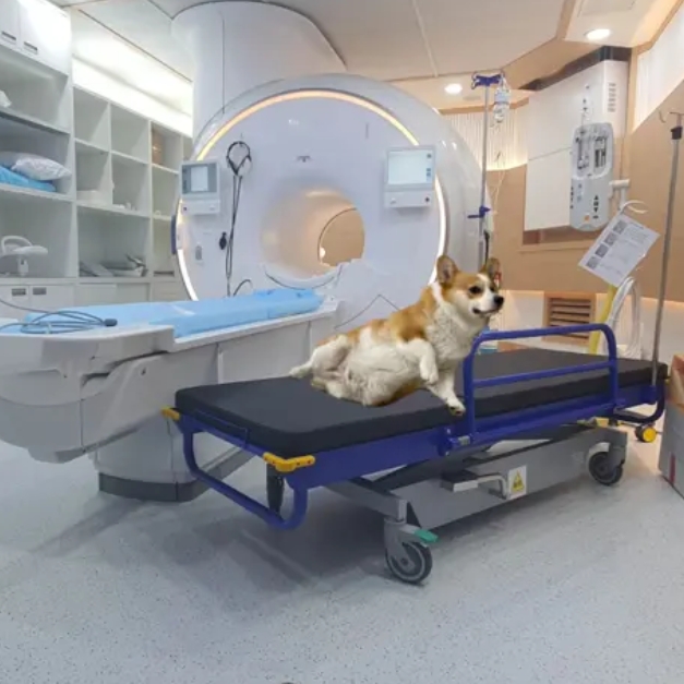 MRI compatible stretcher trolley for veterinary clinics and animals / MR compatible to 1.5T and 3.0T
